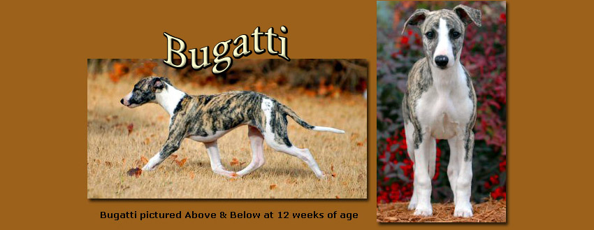 Bugatti puppy