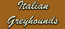 Italian Greyhounds