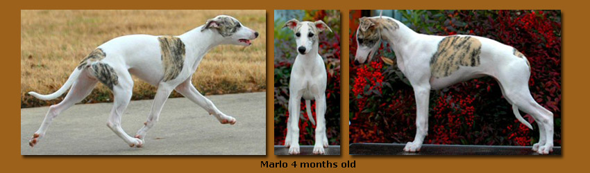 Marlo as a puppy