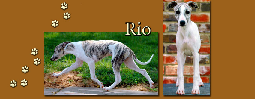 Rio puppy