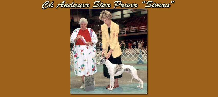 Ch Andauer Star Power