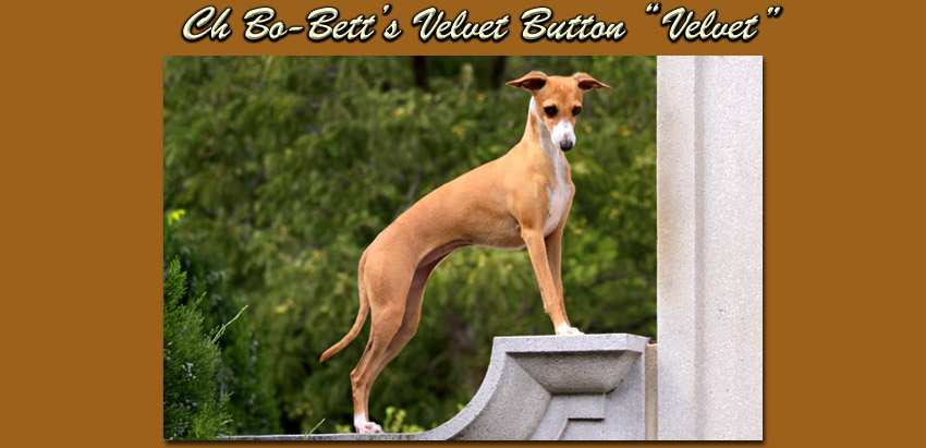 Ch Bo-Bett's Velvet Button