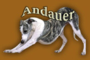 Andauer Whippets